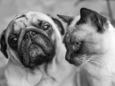 Jak wygląda godne pożegnanie pupila? Proces kremacji zwierząt krok po kroku