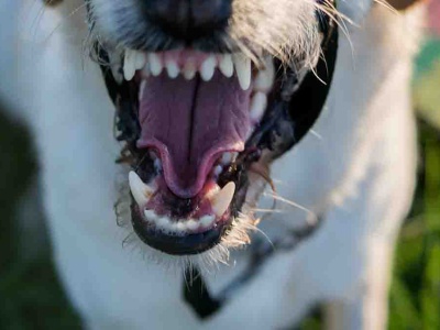 Zielona Góra. Policja miała dwa zgłoszenia pogryzienia przez psy ze strzelnicy w Raculi. W jednym przypadku włamywacz stracił uszy
