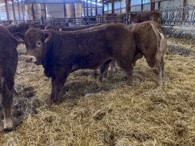 Ostra papryczka może pomóc w redukcji stresu cieplnego u bydła opasowego