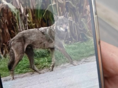 Dzienne wędrówki wilków między domami w Pakszynie koło Czerniejewa