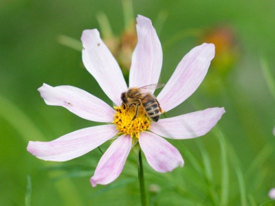 Dzika pszczoła na „czerwonej liście” gatunków zagrożonych. Eksperci alarmują