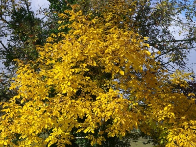 Opadają liście orzechów włoskich. Prosty trik z korzyścią dla ogrodu