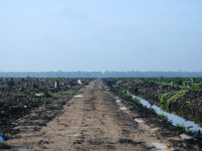 Wysoka cena za olej palmowy. Dym, wycinki i orangutany