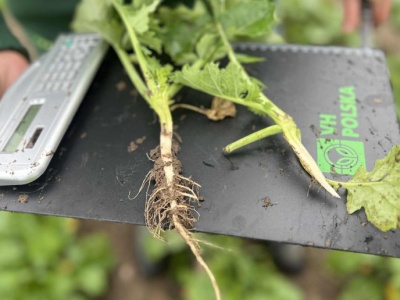 Rolnicy walczą z kapryśną pogodą i niepewnym rynkiem. Ubezpieczenia upraw to już konieczność, nie wybór