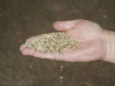 Wyraźny spadek ceny żyta. Jaki podatek zapłacą rolnicy w 2026 roku?