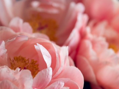 To klucz do prawidłowego sadzenia piwonii. Kwiat odwdzięczy się na wiosnę