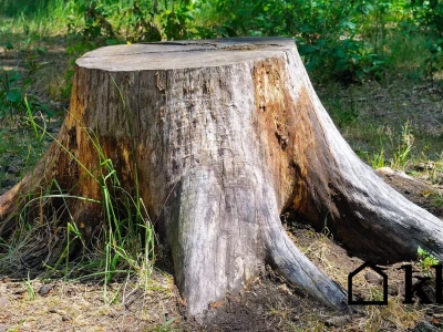 Najprostszy sposób na pozbycie się pnia drzewa. Mikstura, o której nie powie ci żaden ogrodnik