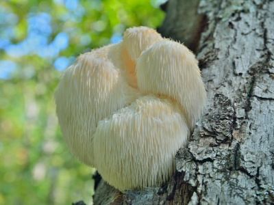 Lwia grzywa regeneruje układ nerwowy, wspiera pamięć