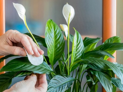 Dodaj jedną łyżkę do wody i podlej skrzydłokwiat. Nowe liście pojawią się błyskawicznie