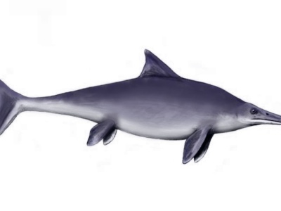 Paleontolodzy opisali okaz ichtiozaura z kolekcji UJ, o którym sądzono, że był gipsowym odlewem