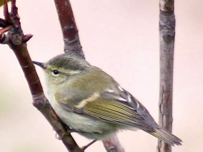 Wysyp rzadkich ptaków z Azji nad Polską. To są jakieś rekordy