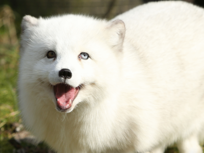 Polska mówi STOP futrom! Historyczne głosowanie w Sejmie