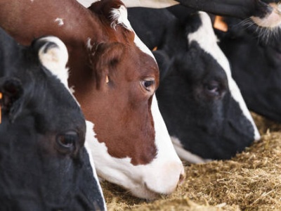 21.10.2025 Ceny skupu bydła rzeźnego: stawki spadają, ale nadal są relatywnie wysokie