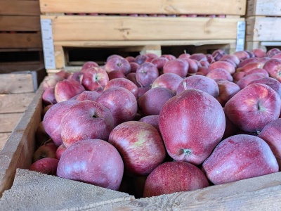 Ceny suchego przemysłu? Za niskie, by towar wyjechał z podwórek