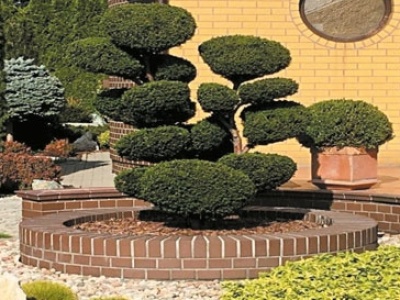 Drzewo w pojemniku, czyli Garden Bonsai
