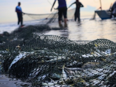 Rybacy konkurują z bobrami i kormoranami. Trwają odłowy w Stawach Milickich