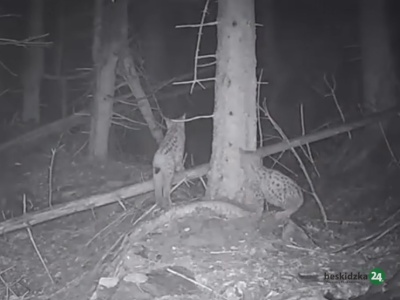 Jak mały ryś „majstrował” przy fotopułapce… | WIDEO