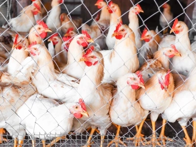 Ptasia grypa nie ustępuje. Powiatowy lekarz weterynarii apeluje do hodowców