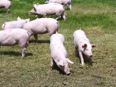 KRIR chciała dopłaty na zakup zwierząt, MRiRW mówi „nie”