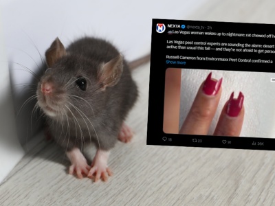 Obudziła się w hostelu. Nie mogła uwierzyć, co zrobiły jej szczury