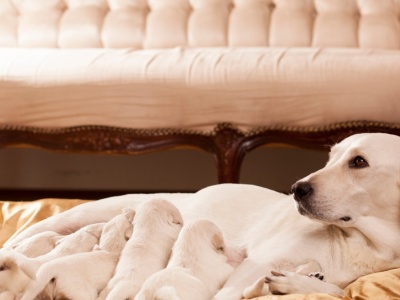 Nie ma żadnych wątpliwości. Ludzie nie są w stanie rodzić mądrych dzieci