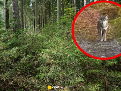 Blisko 200 komentarzy. Nagranie z lasu poruszyło internautów