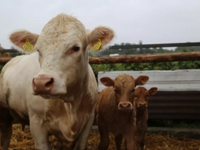 Byki znów tańsze o 1 zł. Jakie są aktualne ceny bydła w Polsce?