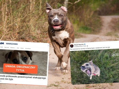 Clickbait Alert: media podały news o psie Leosiu, jakby chodziło o dziecko