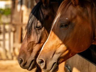 Fasady stajenne a komfort i bezpieczeństwo koni