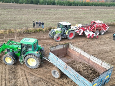 Nawet 100 ton z hektara, czyli maszynowy zbiór kamienia