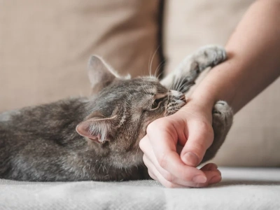 Dlaczego twój kot nagle atakuje, gdy go głaszczesz? Naukowcy znają odpowiedź