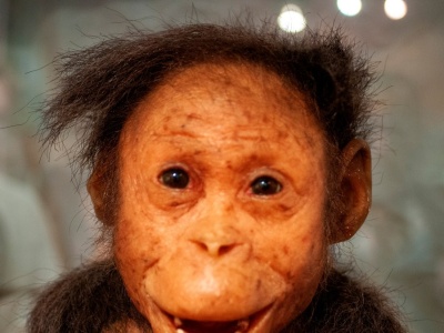 To miały być małpy. Znaleźli jednak dowody łączące je z ludźmi