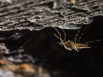 Niepokojące odkrycie w skandynawskim kraju. Pojawiły się komary