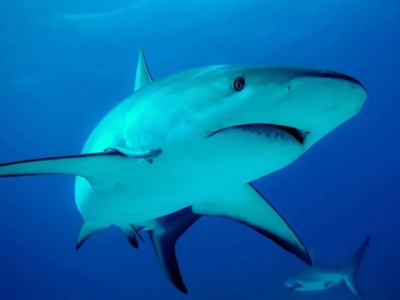 Belgijska część Morza Północnego pełna rekinów