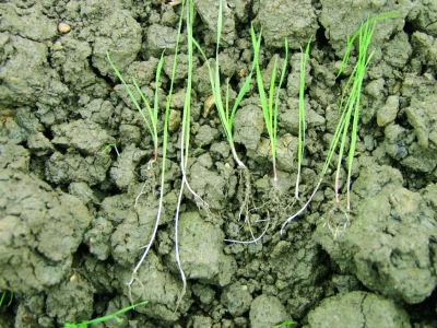 Jak zwalczyć wyczyńca bez flufenacetu?