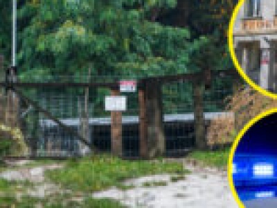 Psy z Raculi: jak wróciły do właściciela w 2024 roku? Schronisko, policja, prokuratura – różne wersje