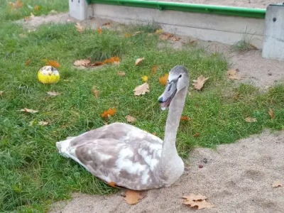 Z placu zabaw i z ruchliwej drogi – łabędzie trafiły pod opiekę specjalistów