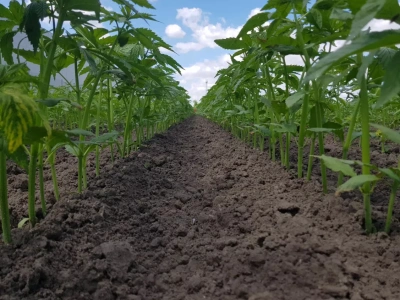 Rolnicy zarabiają na konopiach. Zielone złoto wraca na polskie pola