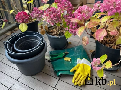 Wystarczy chłód, ciemne miejsce i odrobina cierpliwości – hortensja ci się odwdzięczy