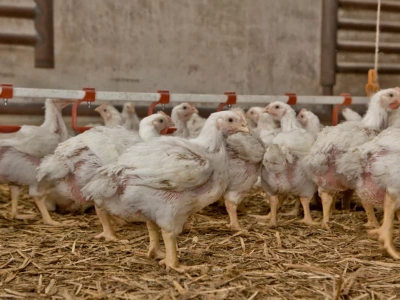 Pół miliona drobiu do wybicia! Aż pięć nowych ognisk rzekomego pomoru drobiu w Polsce