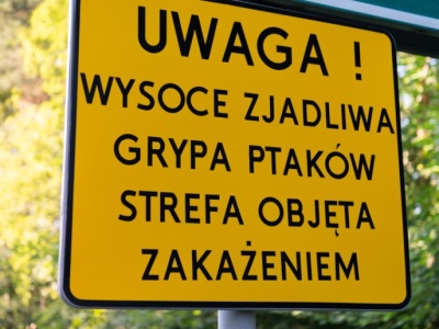 Ptasia grypa u sąsiada Polski. Wirus w małych gospodarstwach