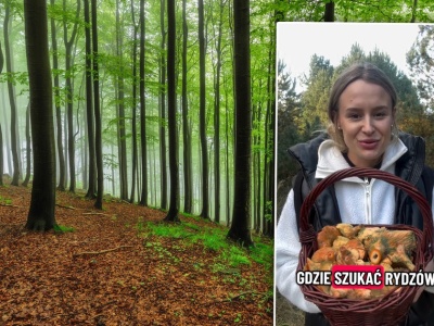 Gdzie szukać rydzów? Zdradza sekretne miejsca. Pomarańczowe kapelusze w zasięgu ręki