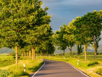 Winne drzewa. Jak usprawiedliwia się wycinkę przydrożnych alei