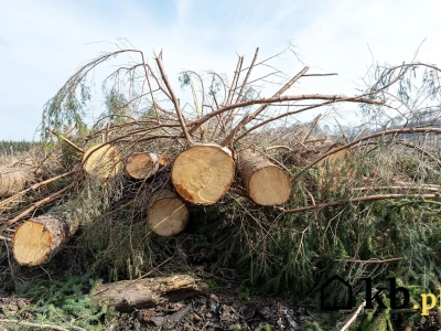 Polacy masowo kupują ten opał. Potem jest żal i rezygnacja