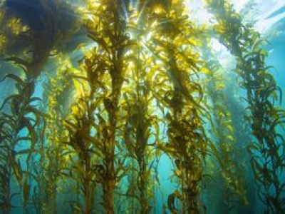 Naukowcy odkryli alternatywę dla zwierząt. Pomysł na algi morskie