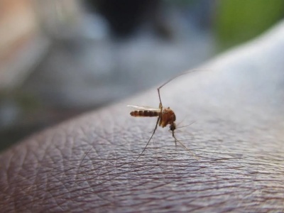 Groźne komary znów w Europie