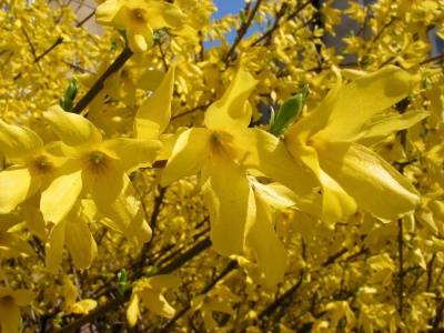 Ten krzew obsypuje się tysiącami żółtych kwiatów. Kwitnie już na początku wiosny