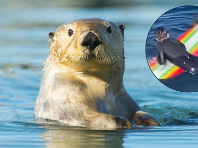 Ludzie toczą z wydrami bitwy o deski surfingowe. Najczęściej przegrywają