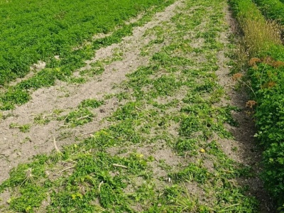 Czy będzie pomoc dla producentów pietruszki oszukanych przez MoravoSeed?