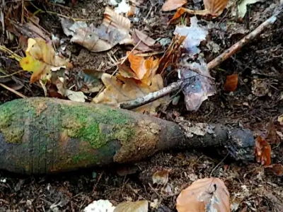 Zbierając grzyby, znalazł granat! Niebezpieczne odkrycie w iławskim lesie